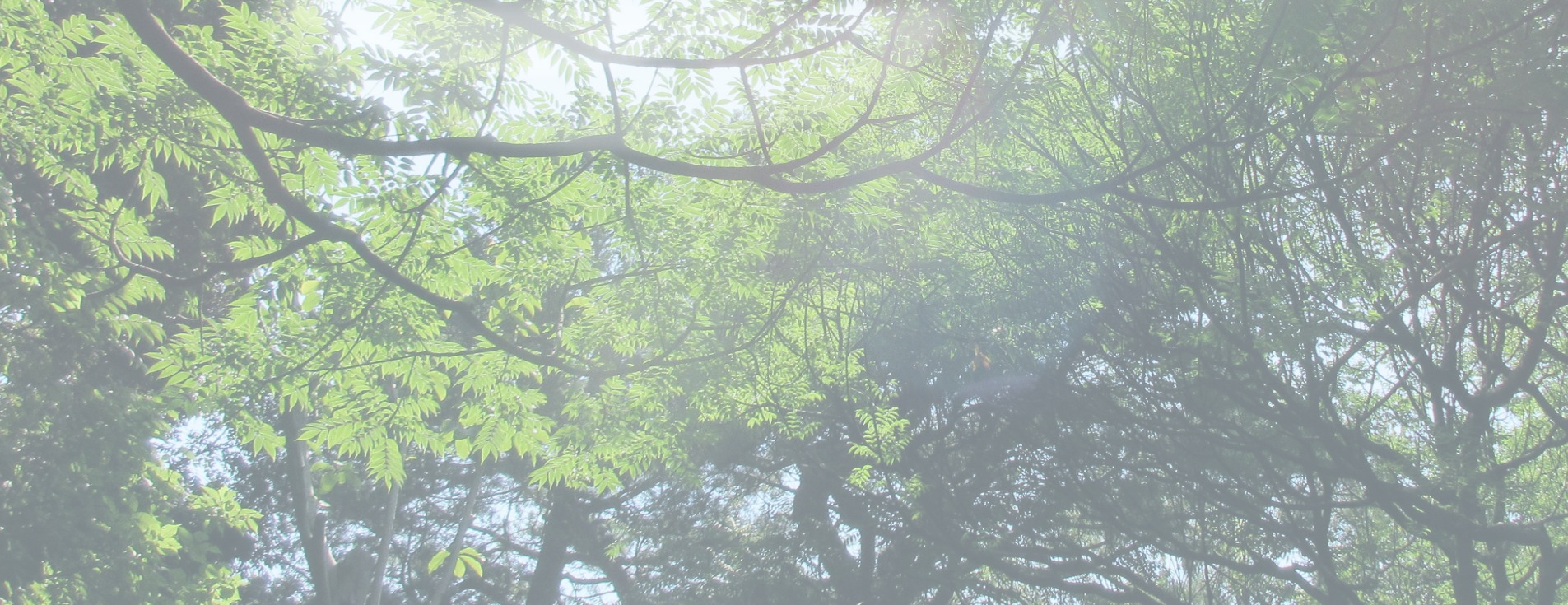 背景画像